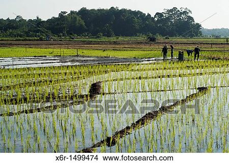 Padi Field of Kampong Skudup, Kuching, Sarawak, Malaysia View Large Photo Image Picture - Padi Field of Kampong Skudup, Kuching, Sarawak, Malaysia. Fotosearch