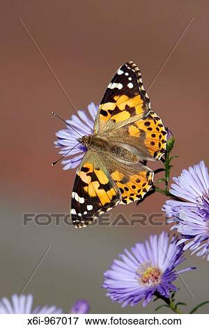 Stock Photo - Painted Lady butterfly Vanessa cardui, feeding on Aster flowers in garden, Germany. Fotosearch
