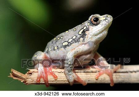 Painted reed frog Hyperolius marmoratus South Africa View Large Photo Image Stock Photograph - Painted reed frog Hyperolius marmoratus South Africa. Fotosearch