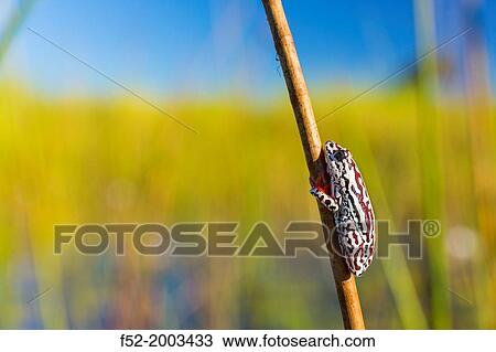 Stock Image - Painted Reed Frog (Hyperolius marmoratus), Okavango Delta, Botswana, Africa.. Fotosearch
