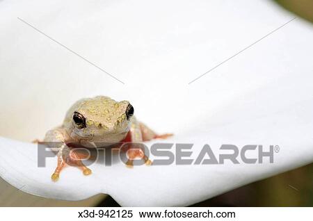 Painted reed frog sitting on Arum lily flower South Africa View Large Photo Image Stock Photography - Painted reed frog sitting on Arum lily flower South Africa. Fotosearch