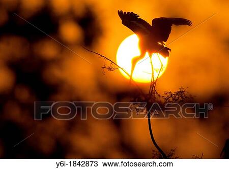 Painted Stork Keoladeo Ghana National Park previously Bharatpur Bird Sanctuary Bharatpur Rajasthan India View Large Photo Image Stock Image - Painted Stork Keoladeo Ghana National Park previously Bharatpur Bird Sanctuary Bharatpur Rajasthan India. Fotosearch