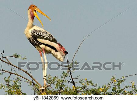 Painted Stork Keoladeo Ghana National Park previously Bharatpur Bird Sanctuary Bharatpur Rajasthan India View Large Photo Image Stock Photo - Painted Stork Keoladeo Ghana National Park previously Bharatpur Bird Sanctuary Bharatpur Rajasthan India. Fotosearch