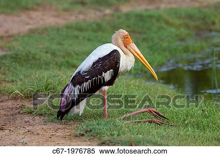 Stock Photography - Painted Stork Mycteria leucocephala.. Fotosearch