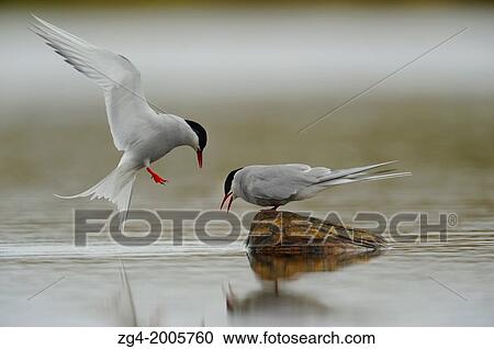 Pair of Arctic Terns, Sterna paradisaea, displaying courtship behaviour, Loch of Funzie, Fetlar, Shetland Islands, Scotland. View Large Photo Image Stock Image - Pair of Arctic Terns, Sterna paradisaea, displaying courtship behaviour, Loch of Funzie, Fetlar, Shetland Islands, Scotland.. Fotosearch