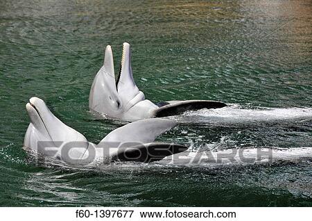 Stock Photo - Pair of bottlenose dolphins, Tursiops truncatus, Oahu, Hawaii, USA.. Fotosearch