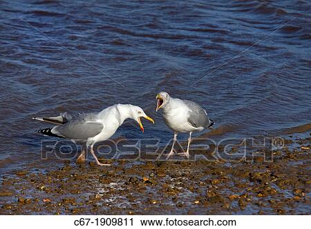 pair of Herring Gulls Larus argentatus calling to each other View Large Photo Image Stock Image - pair of Herring Gulls Larus argentatus calling to each other. Fotosearch
