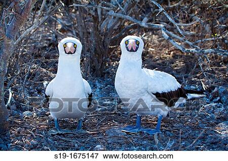 Pair of masked boobies building nest, Galapagos Islands. View Large Photo Image Stock Photo - Pair of masked boobies building nest, Galapagos Islands.. Fotosearch