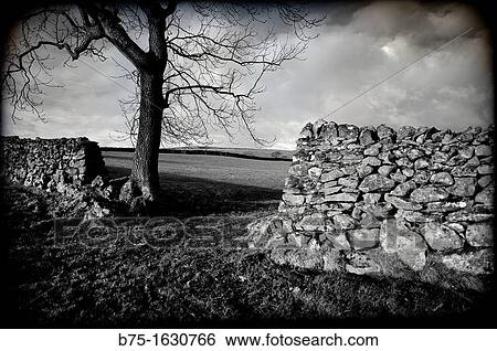 Paisaje con arbol en North Yorkshire, Yorkshire, England, UK, Landscape with tree in North Yorkshire, Yorkshire, England, UK, View Large Photo Image Stock Photograph - Paisaje con arbol en North Yorkshire, Yorkshire, England, UK, Landscape with tree in North Yorkshire, Yorkshire, England, UK,. Fotosearch