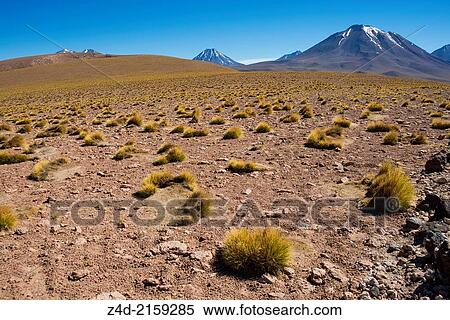 Paja brava (Festuca orthophylla) Altiplano plant (Family: Poaceae), Cerro Chiliques (5, 778 m) and Cerro Miscanti (5, 622 m), Laguna Miscanti, Salar de Atacama, Atacama Desert, Antofagasta Region, Chile, South America. View Large Photo Image Stock Photography - Paja brava (Festuca orthophylla) Altiplano plant (Family: Poaceae), Cerro Chiliques (5, 778 m) and Cerro Miscanti (5, 622 m), Laguna Miscanti, Salar de Atacama, Atacama Desert, Antofagasta Region, Chile, South America.. Fotosearch