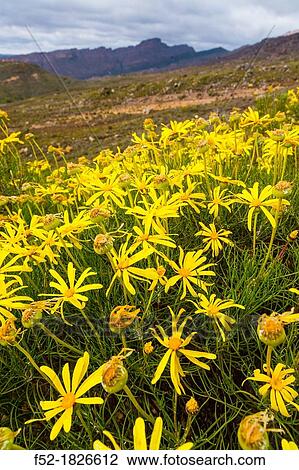 Pakhuis Pass, Wildflowers, Clanwilliam, Cederberg Mountains, Western Cape province, South Africa, Africa View Large Photo Image Stock Image - Pakhuis Pass, Wildflowers, Clanwilliam, Cederberg Mountains, Western Cape province, South Africa, Africa. Fotosearch