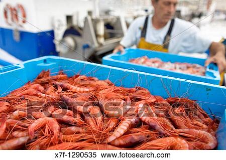 Palam's Port Fisherman unloading the prestigious shrimp of palam's Costa Brava Girona province Catalonia Spain View Large Photo Image Stock Photography - Palam's Port Fisherman unloading the prestigious shrimp of palam's Costa Brava Girona province Catalonia Spain. Fotosearch