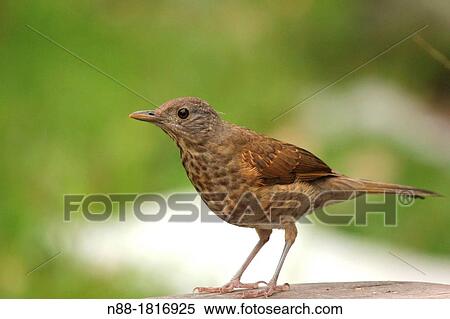Pale-breasted Trush View Large Photo Image Stock Photography - Pale-breasted Trush. Fotosearch