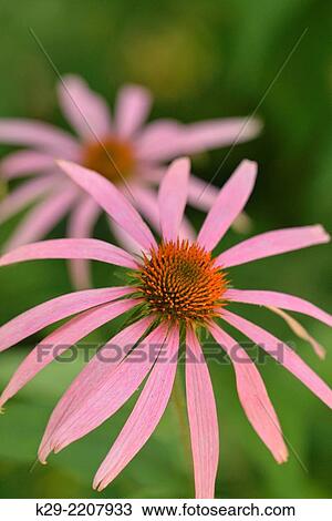 Pale purple coneflower (Echinacea pallida), Buffalo National River- Ponca Unit, Arkansas, USA. View Large Photo Image Stock Image - Pale purple coneflower (Echinacea pallida), Buffalo National River- Ponca Unit, Arkansas, USA.. Fotosearch
