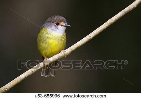 Stock Photograph - Pale-yellow Robin, Tregallasia, race nana, perched on a branch. Fotosearch