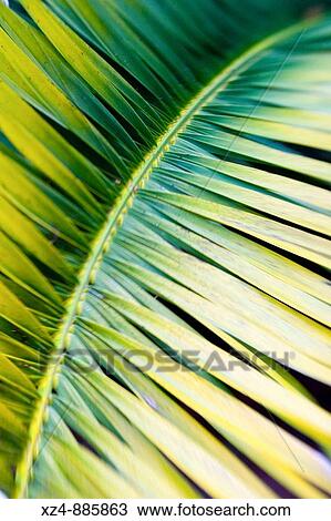 Stock Image - palm frond. Fotosearch
