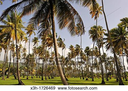 palm grove, Sainte-Anne Bay, Martinique, french island overseas region and department in the Lesser Antilles in the eastern Caribbean Sea, Atlantic Ocean View Large Photo Image Stock Photo - palm grove, Sainte-Anne Bay, Martinique, french island overseas region and department in the Lesser Antilles in the eastern Caribbean Sea, Atlantic Ocean. Fotosearch