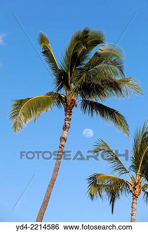 Stock Photograph - Palm in the beach, O`ahu, Hawaii, USA,.. Fotosearch