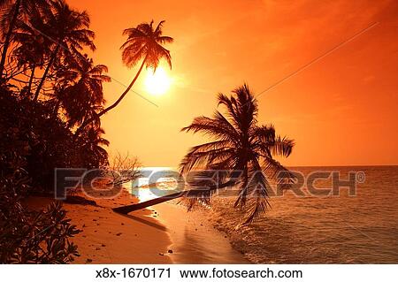 Stock Image - Palm on the beach at sunset, Biyadhoo island, Maldives. Fotosearch