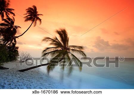 Palm on the beach at sunset, Filitheyo island, Maldives View Large Photo Image Stock Photograph - Palm on the beach at sunset, Filitheyo island, Maldives. Fotosearch
