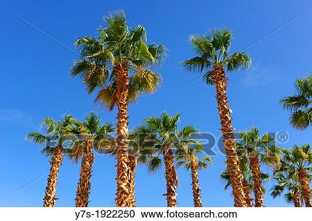 Stock Image - Palm tree beach, Sharm El Sheikh, Egypt. Fotosearch