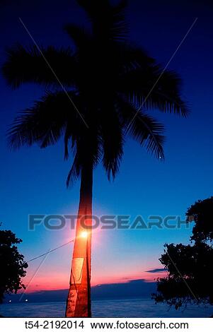 Palm tree on the beach of Koh Chang serves as a street lamp View Large Photo Image Picture - Palm tree on the beach of Koh Chang serves as a street lamp. Fotosearch