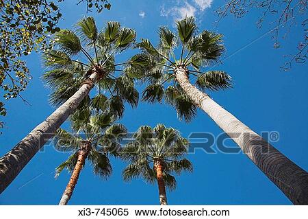 Palm trees and blue sky, Florida, USA View Large Photo Image Stock Photography - Palm trees and blue sky, Florida, USA. Fotosearch