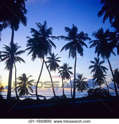 Palm trees and sea at sunset, La Digue island, Seychelles View Large Photo Image Stock Image - Palm trees and sea at sunset, La Digue island, Seychelles. Fotosearch