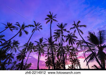 Palm trees at sunset, Pu'uhonua O Honaunau National Historic Park (City of Refuge), Kona Coast, Hawaii USA. View Large Photo Image Stock Image - Palm trees at sunset, Pu'uhonua O Honaunau National Historic Park (City of Refuge), Kona Coast, Hawaii USA.. Fotosearch