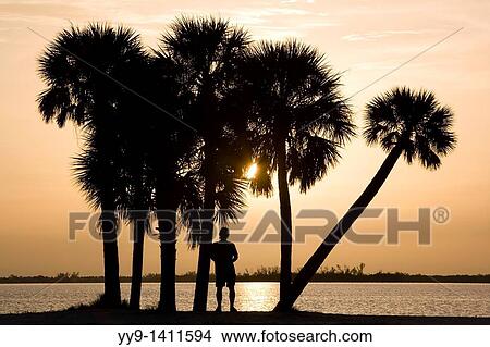 Picture - Palm Trees at Sunset - Sanibel Island Causeway - Sanibel Island, Florida. Fotosearch