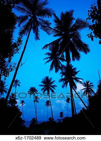 Palm trees at sunset View Large Photo Image Stock Photo - Palm trees at sunset. Fotosearch