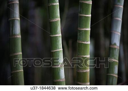 Palm trees at Tianya rain forest park, Hainan Island, China. View Large Photo Image Stock Photo - Palm trees at Tianya rain forest park, Hainan Island, China.. Fotosearch