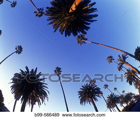 Palm trees. Carson street, Beverly Hills, Los Angeles, California, USA. View Large Photo Image Stock Photo - Palm trees. Carson street, Beverly Hills, Los Angeles, California, USA.. Fotosearch