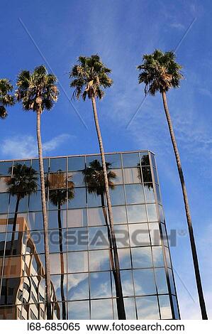 Palm Trees Hollywood Boulevard Los Angeles California USA View Large Photo Image Stock Photography - Palm Trees Hollywood Boulevard Los Angeles California USA. Fotosearch