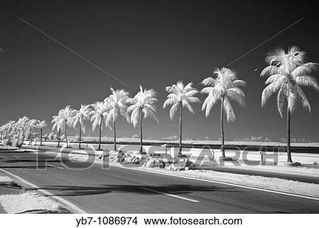 Palm Trees in Infrared on the Malecon. Cienfuegos, Cuba View Large Photo Image Picture - Palm Trees in Infrared on the Malecon. Cienfuegos, Cuba. Fotosearch