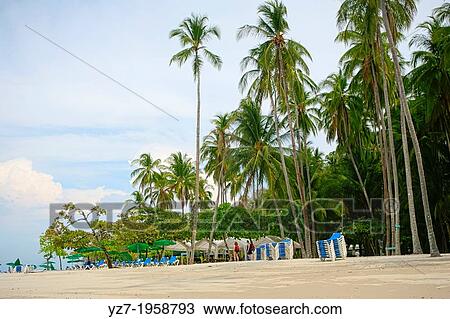 Palm trees, Isla Tortuga, Costa Rica. View Large Photo Image Stock Image - Palm trees, Isla Tortuga, Costa Rica.. Fotosearch