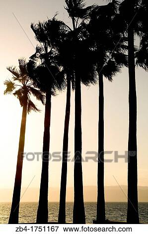 Palm trees, Kempinski Hotel, Dead Sea, Jordan, Middle East. View Large Photo Image Stock Photo - Palm trees, Kempinski Hotel, Dead Sea, Jordan, Middle East.. Fotosearch