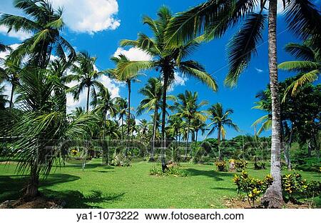 Palm trees La Altagracia province, Dominican republic, Caribbean View Large Photo Image Stock Image - Palm trees La Altagracia province, Dominican republic, Caribbean. Fotosearch