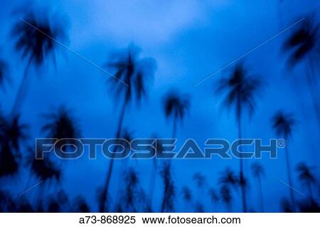 Palm trees near airport, Malakula, Vanuatu View Large Photo Image Stock Photography - Palm trees near airport, Malakula, Vanuatu. Fotosearch