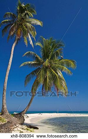 Palm trees on beach, Silk Caye, Belize View Large Photo Image Picture - Palm trees on beach, Silk Caye, Belize. Fotosearch