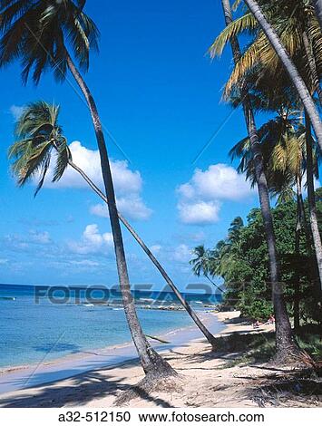 Palm trees on Gibbs beach. Mullins Bay. Barbados. West Indies View Large Photo Image Stock Image - Palm trees on Gibbs beach. Mullins Bay. Barbados. West Indies. Fotosearch