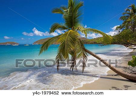 Palm Trees On Maho Bay Beach The Caribbean Island Of St John In Maho Bay Beach On The Caribbean Island