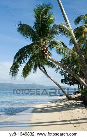 Palm trees on Qamea beach, Fiji islands View Large Photo Image Stock Image - Palm trees on Qamea beach, Fiji islands. Fotosearch