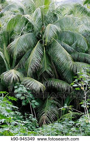 Stock Photo - Palm trees on Tanna island, Vanuatu, Melanesia, South Pacific. Fotosearch