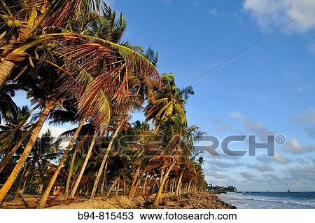 Palm trees on the south coast of Sri Lanka near Galle View Large Photo Image Stock Image - Palm trees on the south coast of Sri Lanka near Galle. Fotosearch