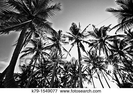 Palm trees on tropical island View Large Photo Image Stock Photo - Palm trees on tropical island. Fotosearch