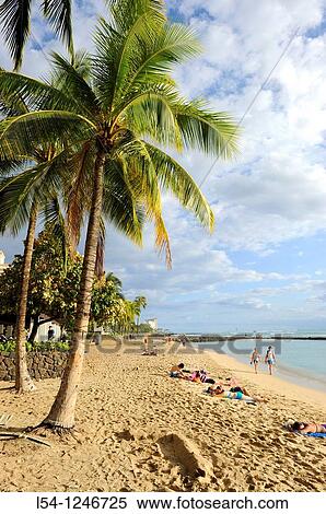 Stock Photography - Palm Trees on Waikiki Beach Honolulu Hawaii Oahu Pacific Ocean. Fotosearch
