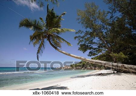 Palm trees overhanging beach in Anse Cocos, La Digue Island, Seychelles View Large Photo Image Stock Photo - Palm trees overhanging beach in Anse Cocos, La Digue Island, Seychelles. Fotosearch