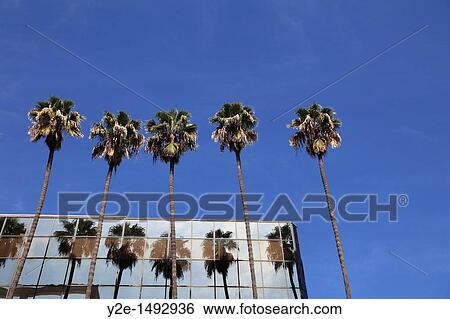 Palm Trees Reflected on Building, Hollywood Boulevard, Hollywood, Los Angeles, California, USA View Large Photo Image Stock Photograph - Palm Trees Reflected on Building, Hollywood Boulevard, Hollywood, Los Angeles, California, USA. Fotosearch