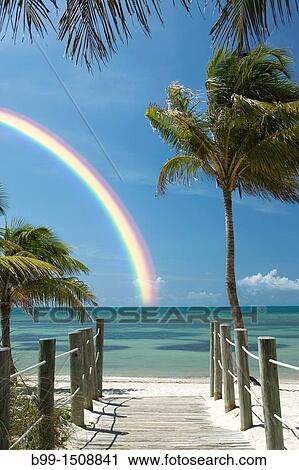 PALM TREES SMATHERS BEACH KEY WEST FLORIDA USA View Large Photo Image Stock Image - PALM TREES SMATHERS BEACH KEY WEST FLORIDA USA. Fotosearch